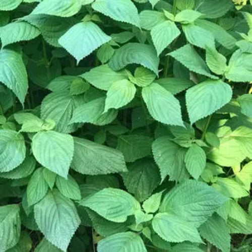 Beefsteak Plant Seeds – Perilla
