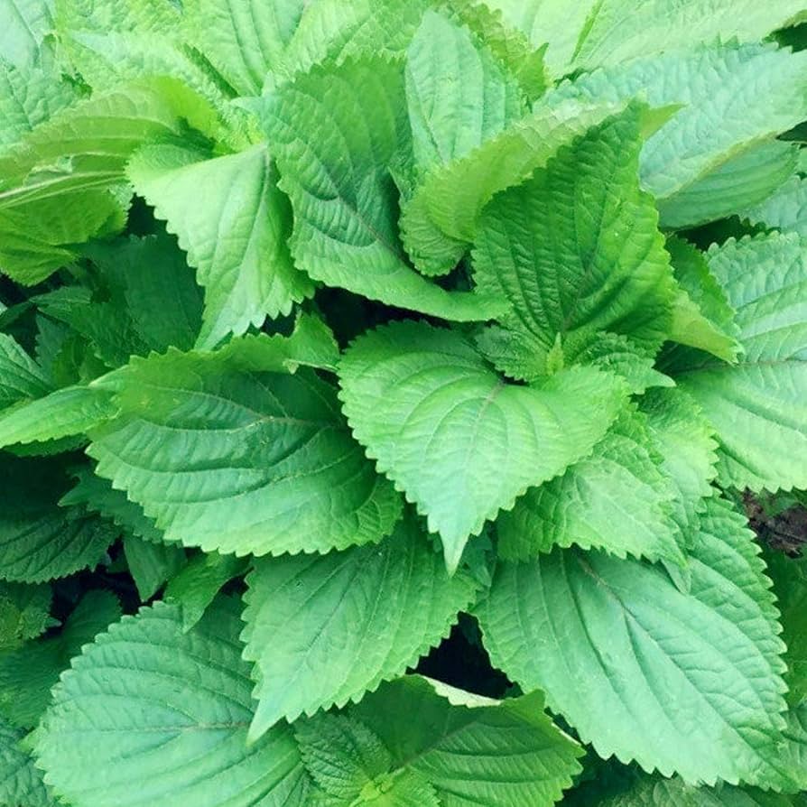 Beefsteak Plant Seeds – Perilla
