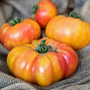 Beefsteak Tomato Seeds - Rainbow Giant