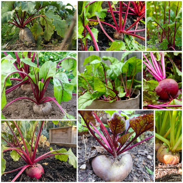 Beet Seeds - All In One For Home Gardens