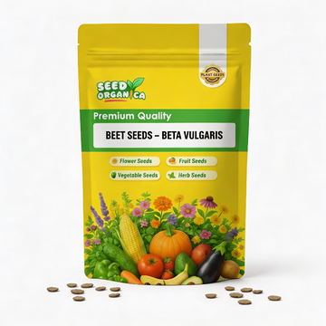Beet Seeds – Beta Vulgaris