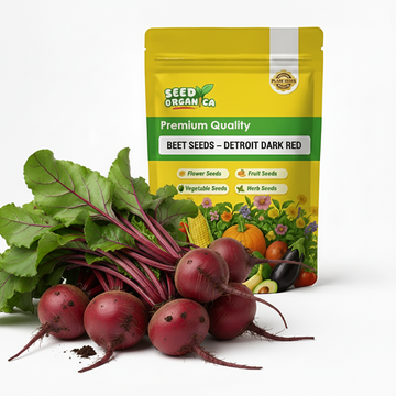 Beet Seeds – Detroit Dark Red