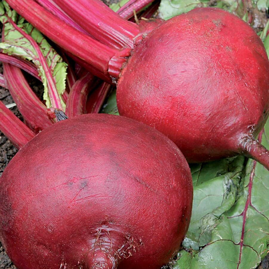 Beetroot Seeds – Dark Pink