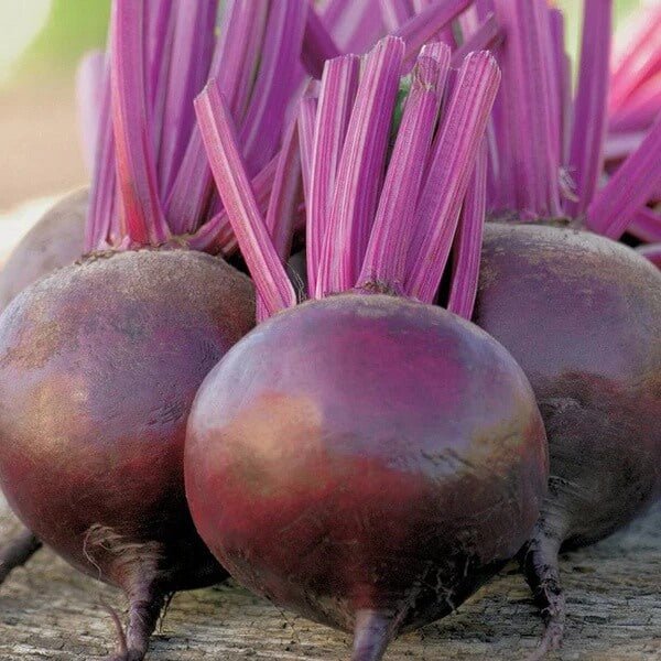 Beetroot Seeds – Violet
