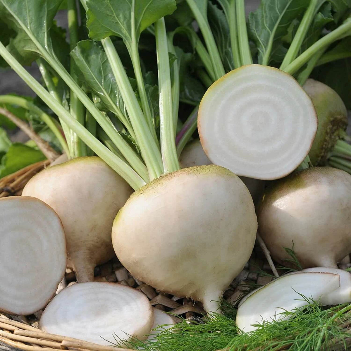 Beetroot Seeds – White
