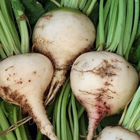 Beetroot Seeds – White