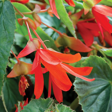 Begonia Seeds – Boliviensis
