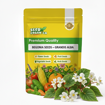 Begonia Seeds – Grandis Alba