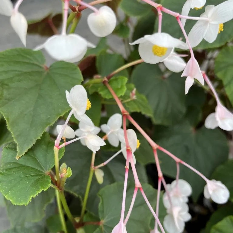Begonia Seeds – Grandis Alba subsp