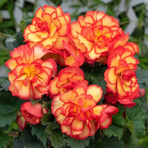 Begonia Seeds – Orange & Yellow