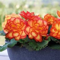 Begonia Seeds – Orange & Yellow