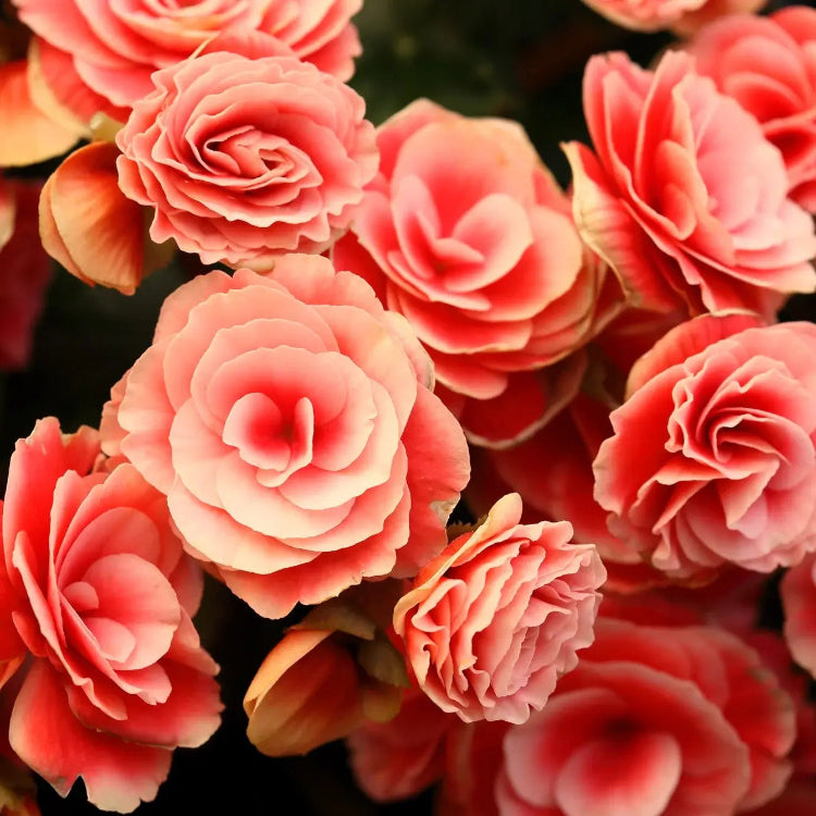 Begonia Seeds – Salmon