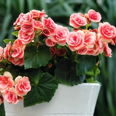 Begonia Seeds – Salmon