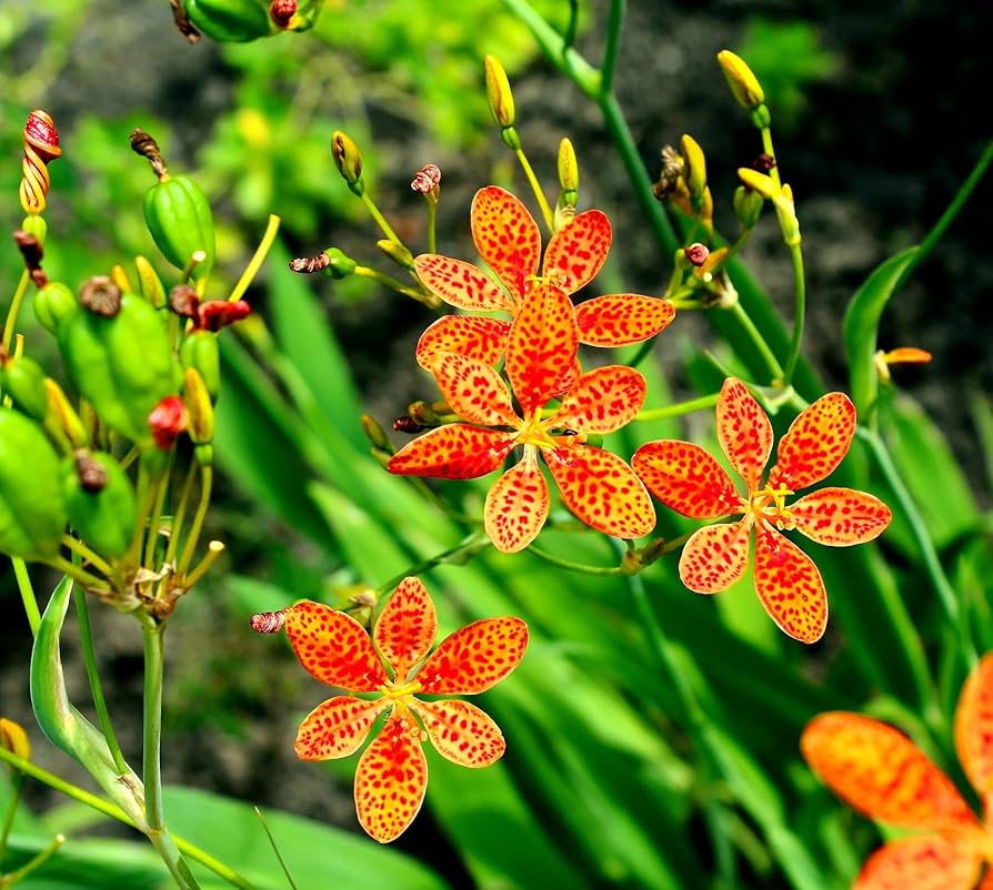Belamcanda Seeds – Chinensis
