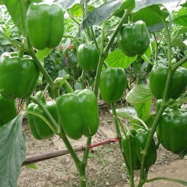 Bell Pepper Seeds - California 
