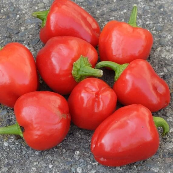 Bell Pepper Seeds -  Red Mini