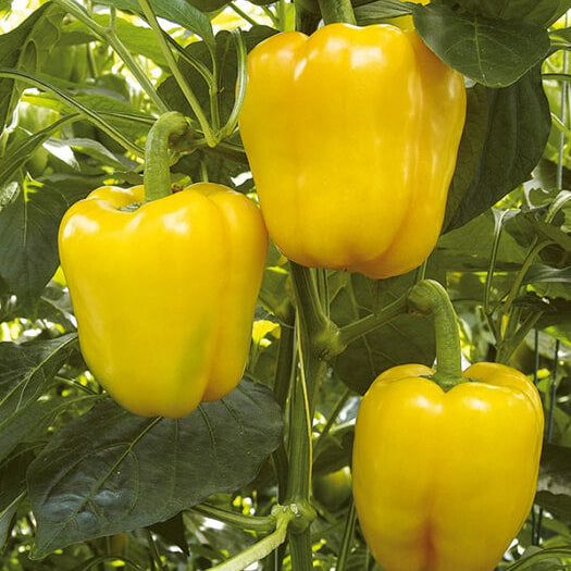 Bell Pepper Seeds – Light Yellow