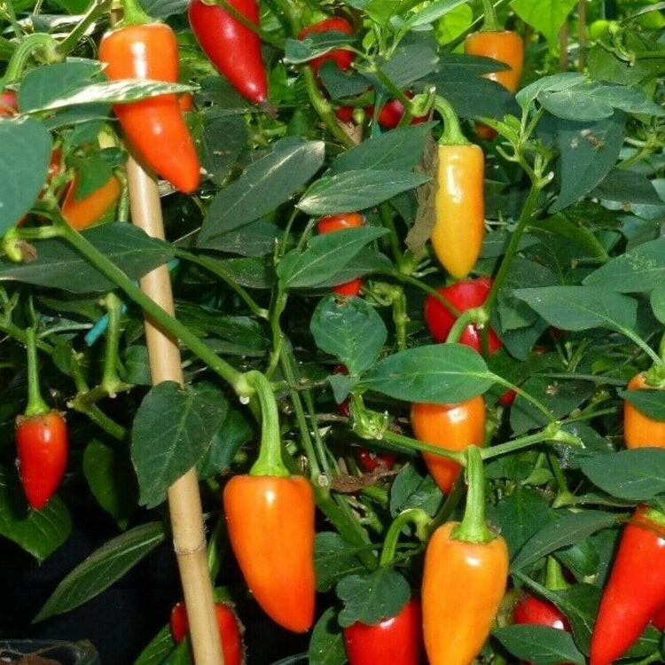 Bell Pepper Seeds - Santa Fe Grande