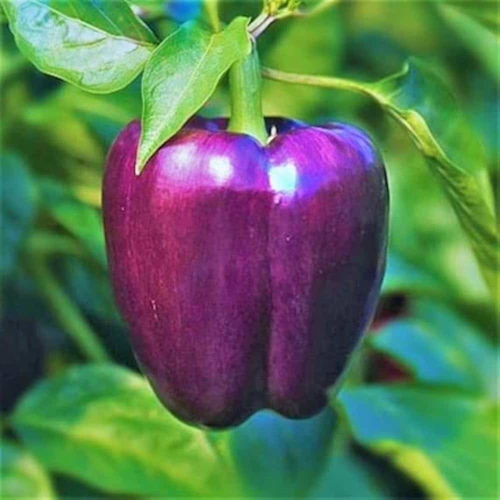 Bell Pepper Seeds – Purple