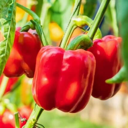 Bell Pepper Seeds – Red