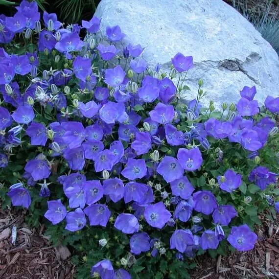 Bellflower Seeds – Campanula Carpatica