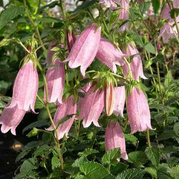 Bellflower Seeds – Lavender Campanula Punctata Variety

