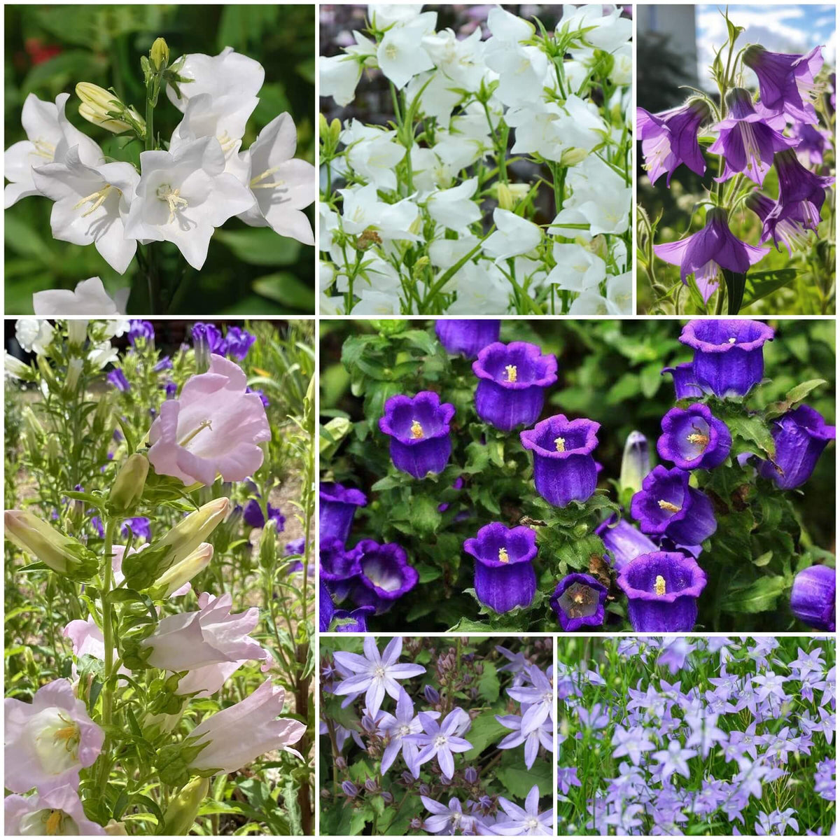 Bellflower Seeds