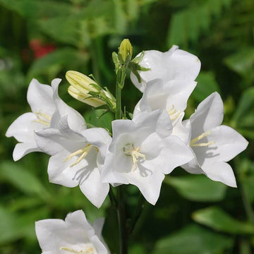 Bellflower Seeds