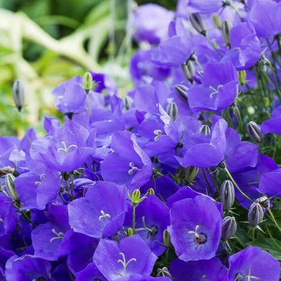 Bellflower Seeds – Campanula Carpatica