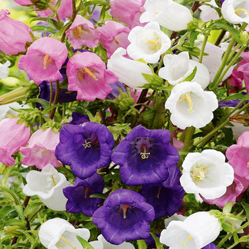 Bellflower Seeds – Field Canterbury