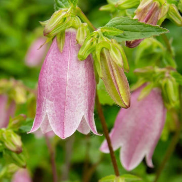 Bellflower Seeds – Lavender Campanula Punctata Variety

