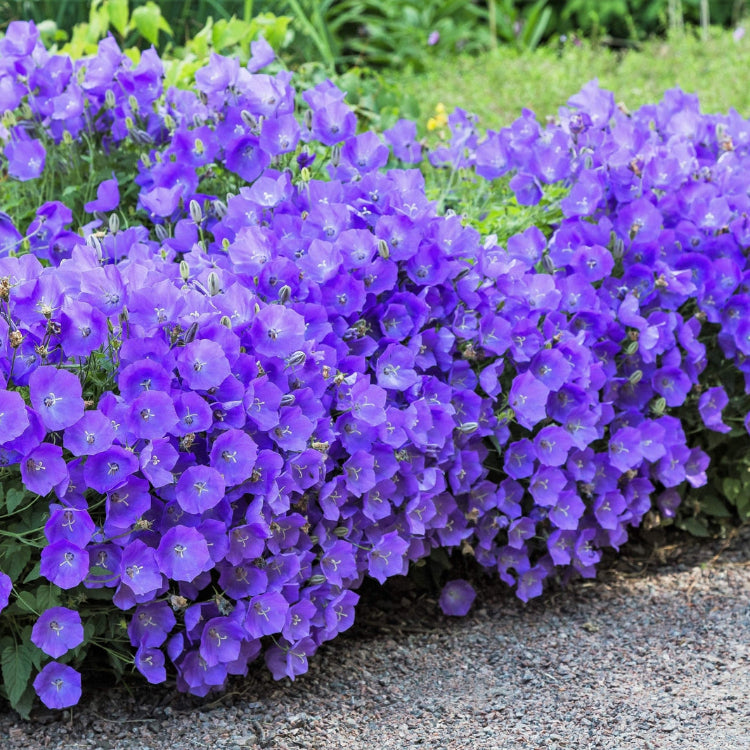 Bellflower Seeds – Tussock
