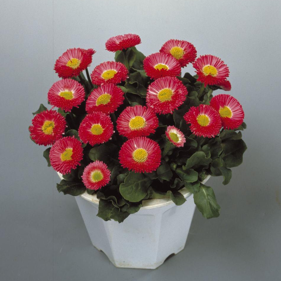 Bellis Perennis Seeds – Galaxy Rose
