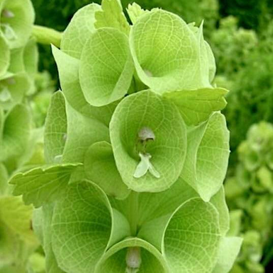 Bells of Ireland Seeds –Wildflower