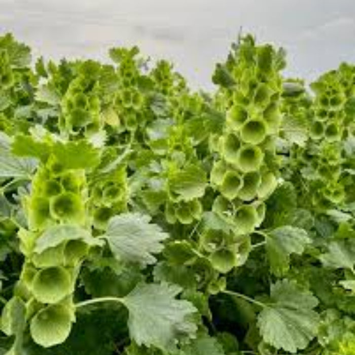 Bells of Ireland Seeds –Wildflower
