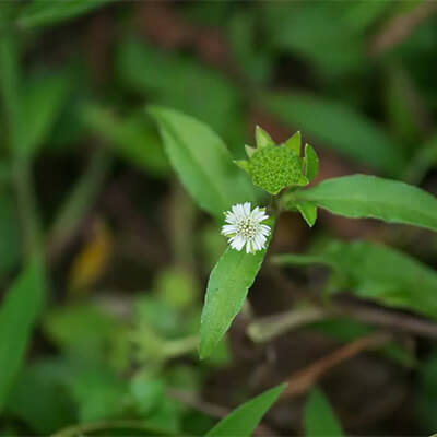 Bhringraj Seeds – Eclipta alba