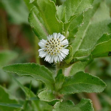 Bhringraj Seeds – Eclipta alba