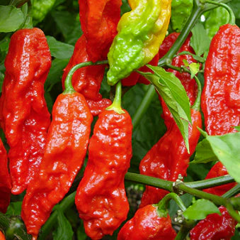 Ghost Pepper Seeds – Vegetable Plant
