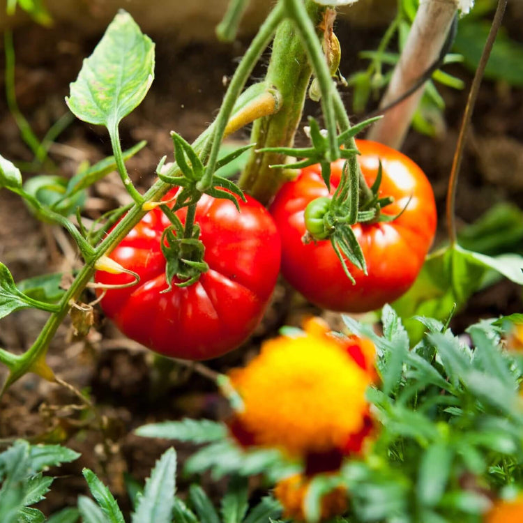 Big Beef Tomato Seeds - Vegetable Plant