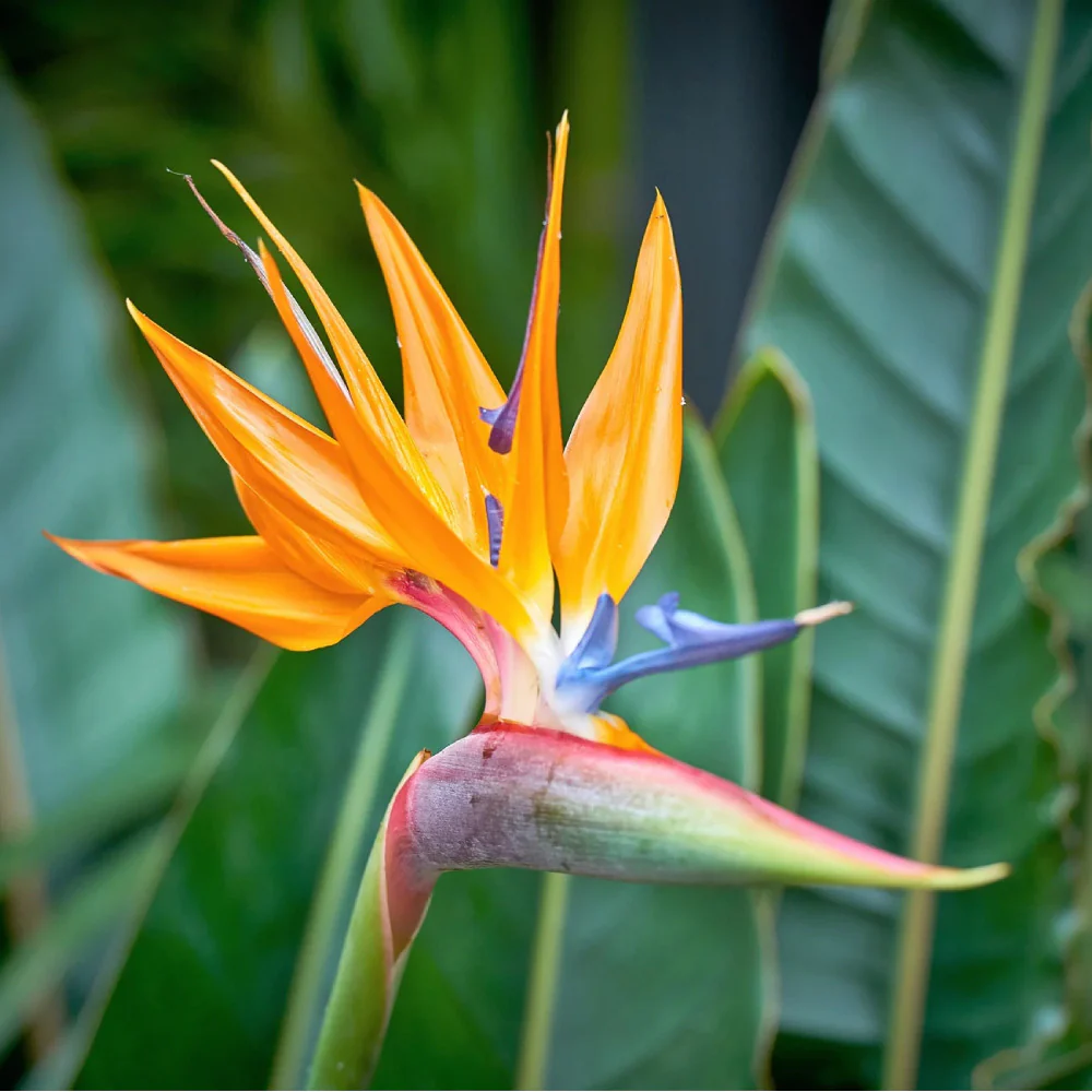 Bird of Paradise Seeds – Orange
