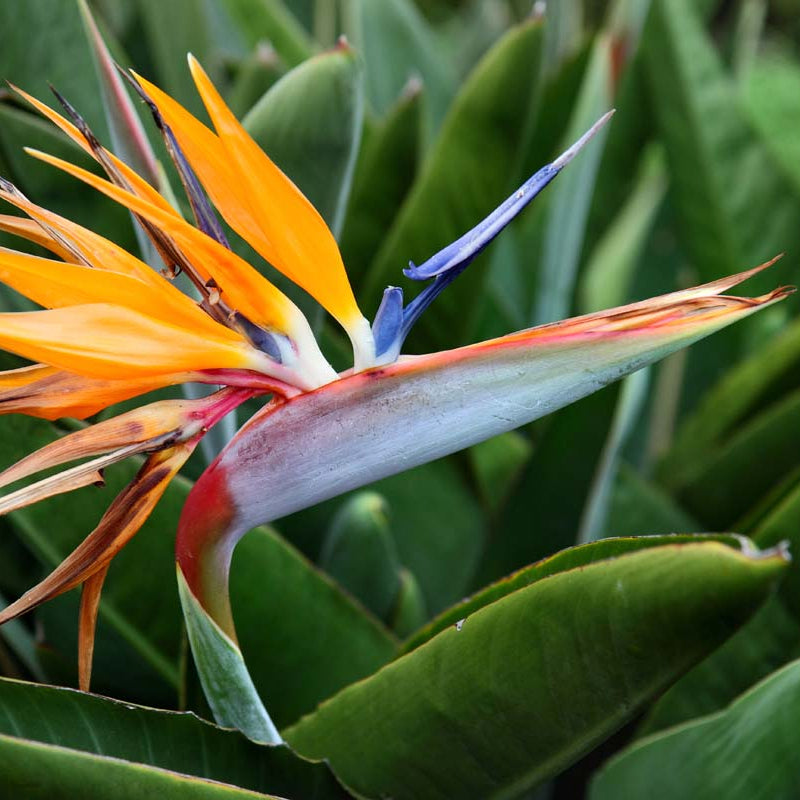 Bird of Paradise Seeds – Orange

