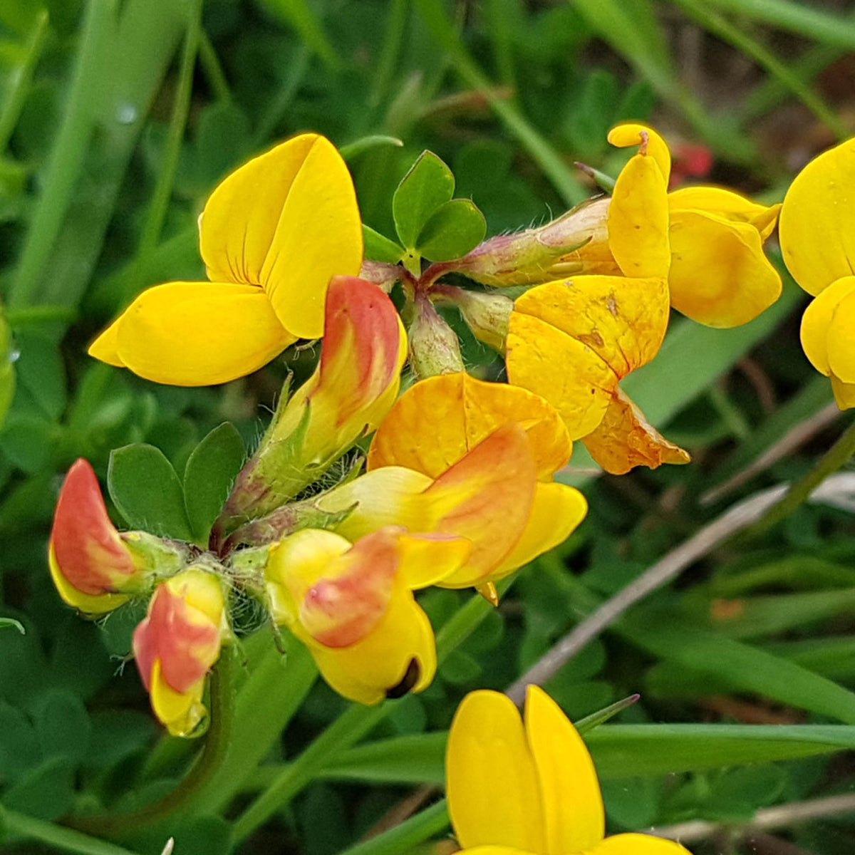 Bird's-Foot Trefoil Seeds – Perennial Groundcover
