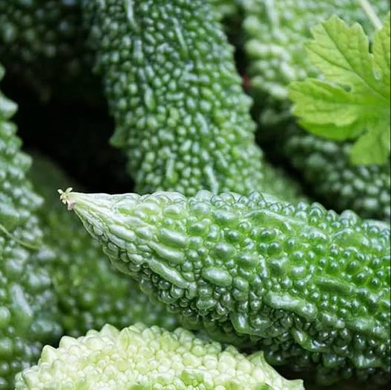 Bitter Melon Seeds - Long Gourd
