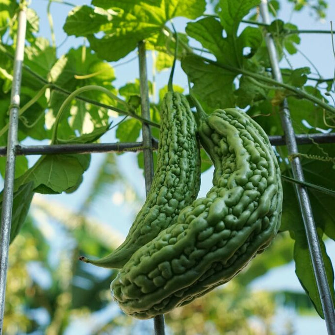 Bitter Melon Seeds - Long Gourd
