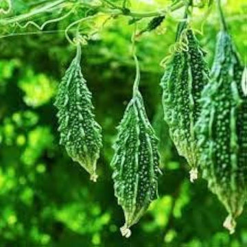 Bitter Melon Seeds – Gourd
