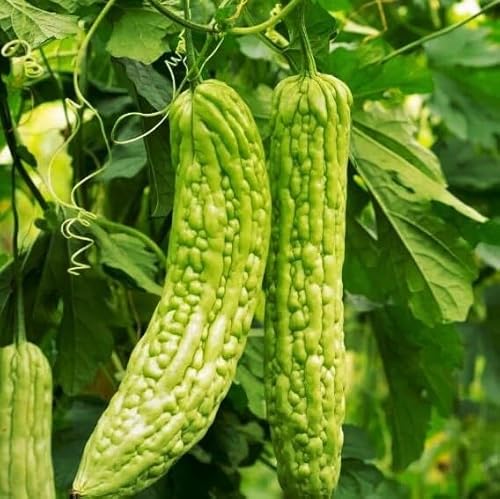 Bitter Melon Seeds – Smooth
