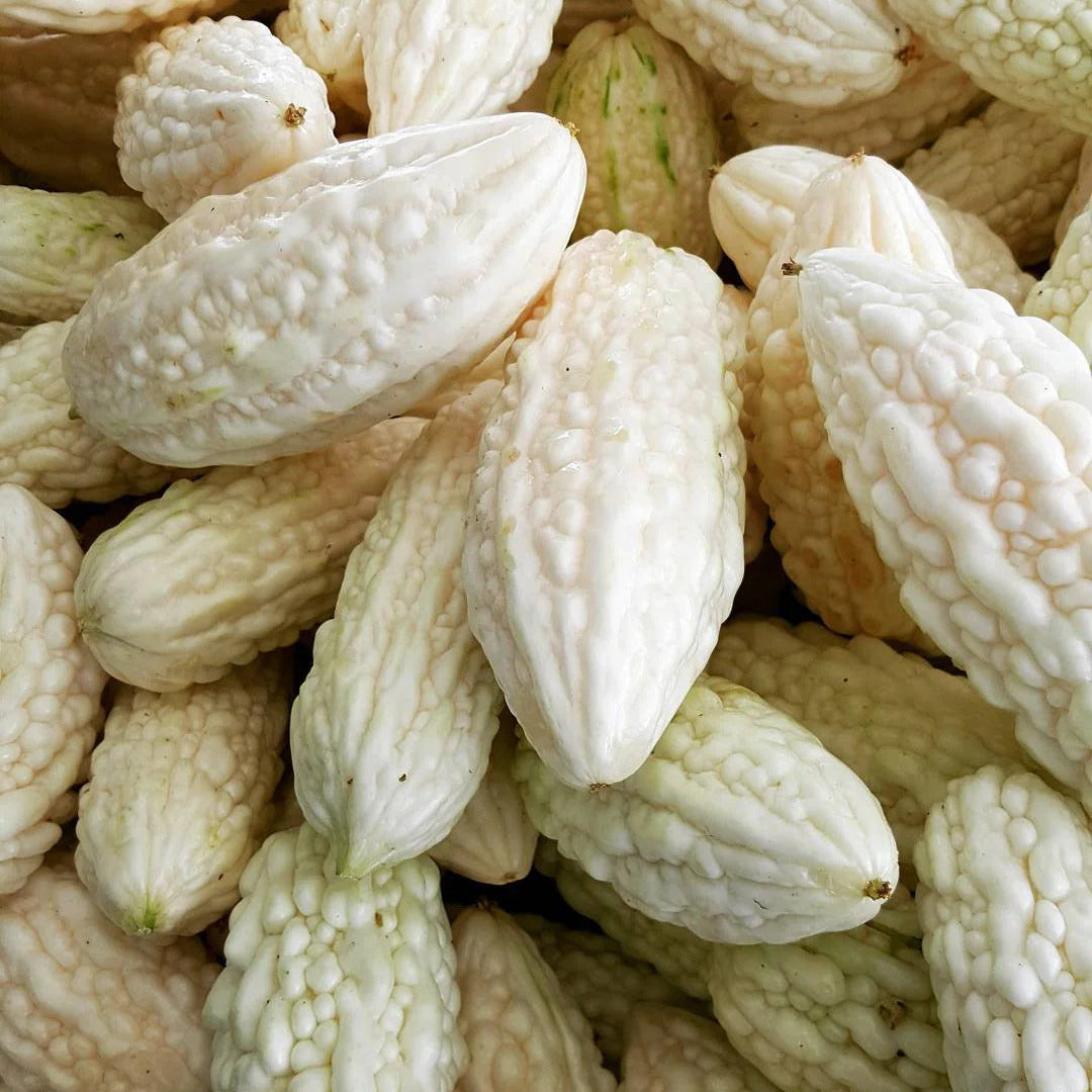 Bitter Melon Seeds – White

