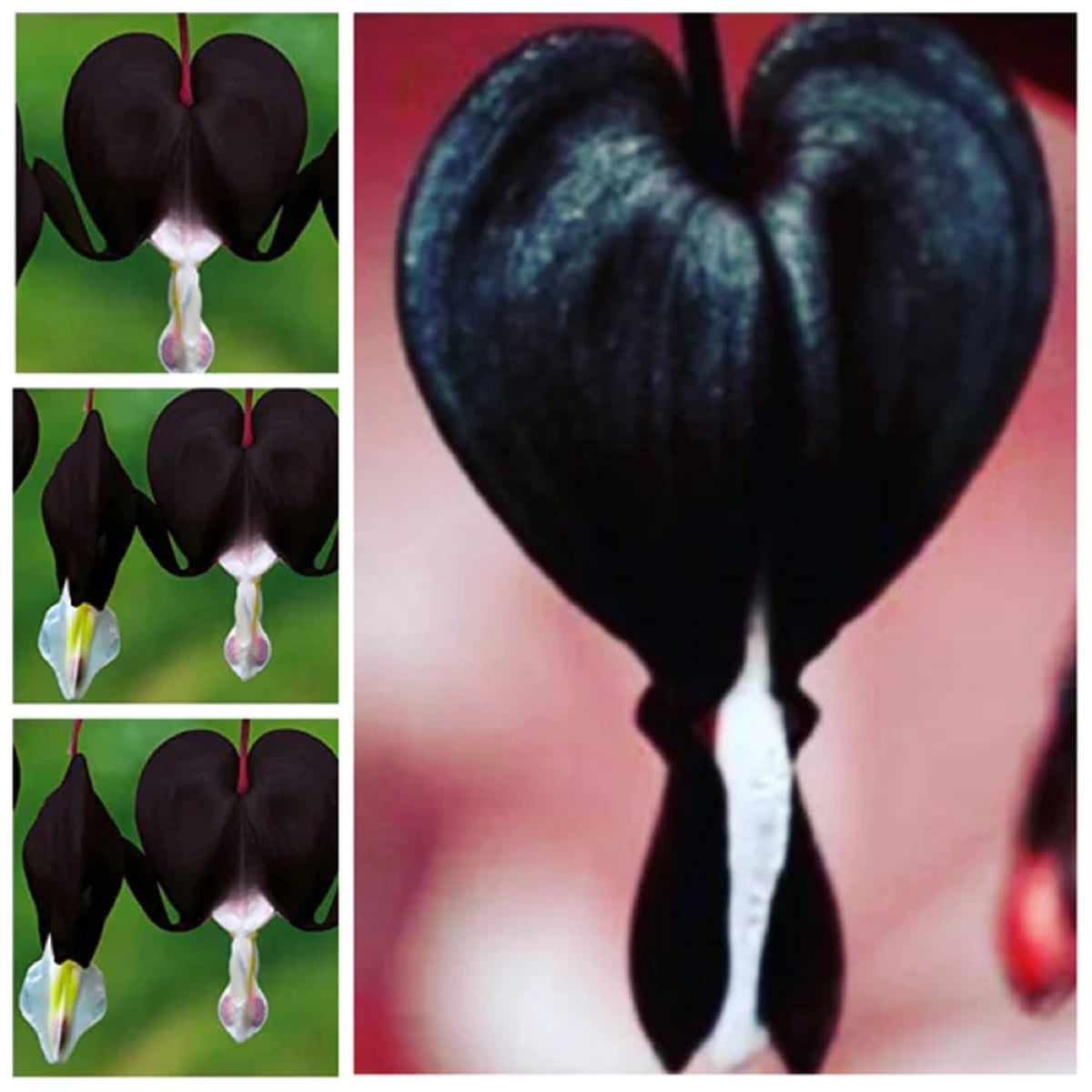 Black Bleeding Heart Seeds – Perennial
