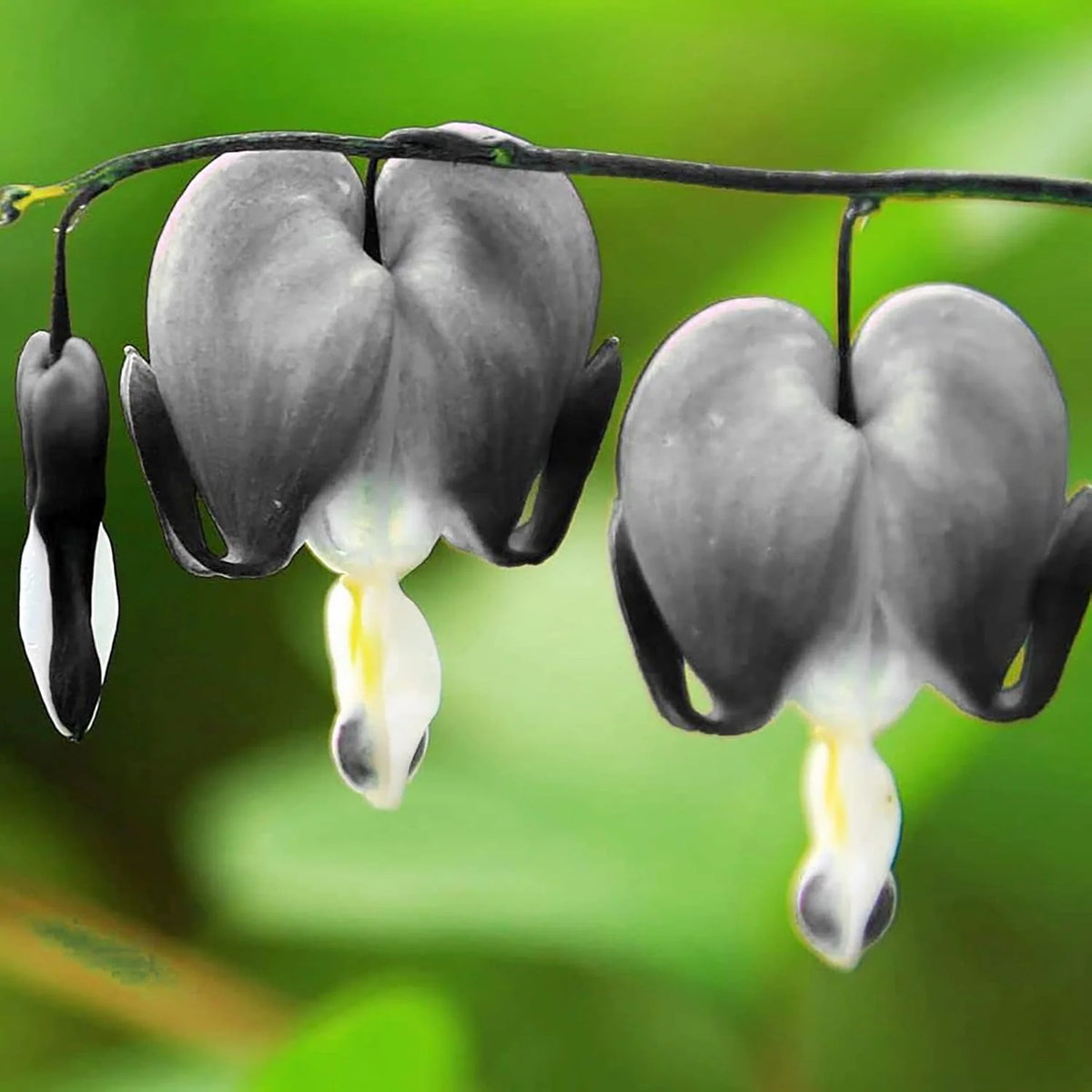 Black Bleeding Heart Seeds – Perennial
