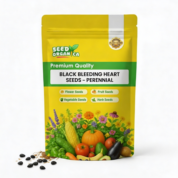 Black Bleeding Heart Seeds – Perennial